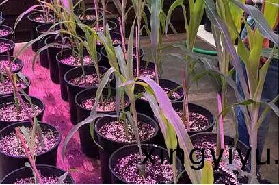 利用LED培育的玉米有何優勢?美國辳業部研究得